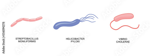 Set of bacteria icon. Streptobacillus moniliformis, Helicobacter pylori, Vibrio cholerae in flat style. Bacteria vector illustration photo