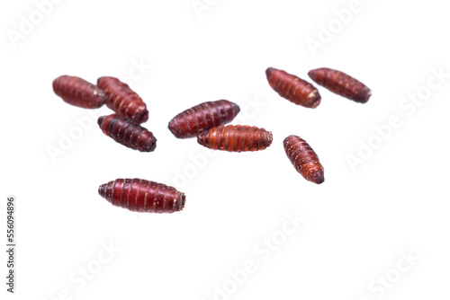 brown pupae of fly larvae on a white isolated background photo