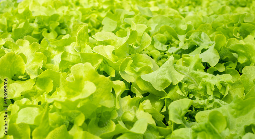 Green Lettuce leaves on garden beds in the vegetable field. Gardening background with green Salad plants in the open ground, banner. closeup. Leaf Lettuce in garden bed, green vegetable background Green Lettuce leaves on garden beds in the vegetable field. Gardening background with green Salad plants in the open ground, banner. closeup. Leaf Lettuce in garden bed, green vegetable background