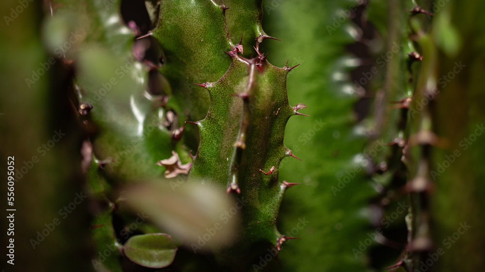 Sharp and pointy green cactus close up Sharp and pointy green cactus close up