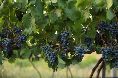 Delicious ripe grapes in vineyard. Harvest season