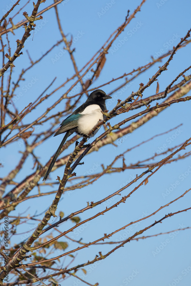 Magpie perched in a tree on a sunny winters day Magpie perched in a tree on a sunny winters day