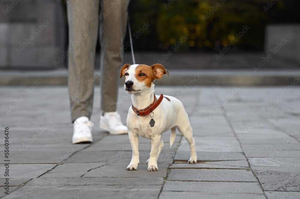 Man with adorable Jack Russell Terrier on city street, closeup. Dog walking