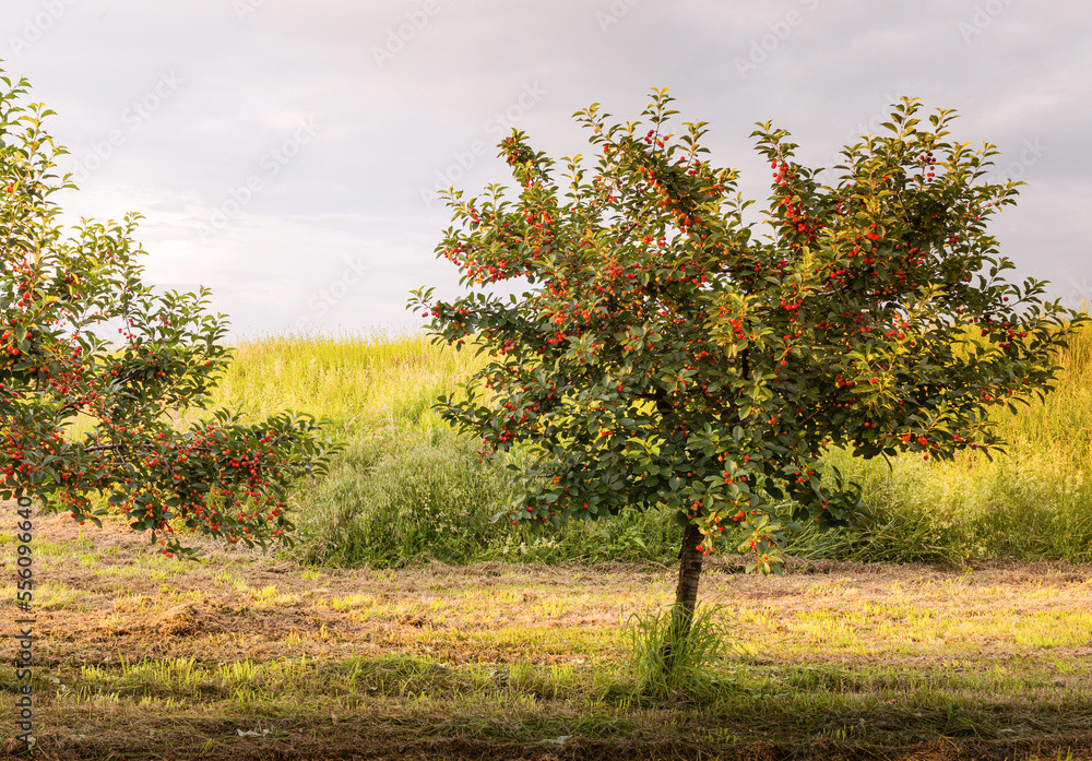Ripe sour cherry trees orchard fields Ripe sour cherry trees orchard fields
