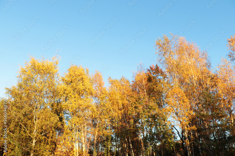Beautiful trees with bright leaves against sky on autumn day Beautiful trees with bright leaves against sky on autumn day