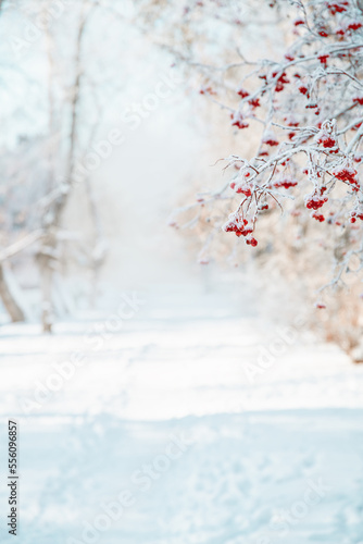Rowan tree in snow, natural winter background