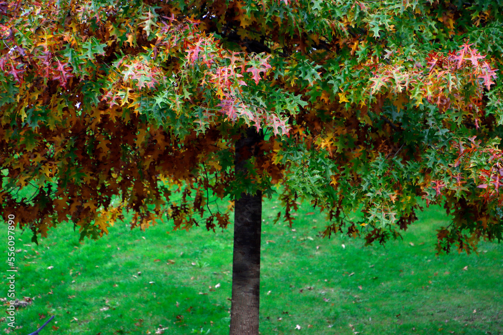 Autumn colors in an urban park Autumn colors in an urban park
