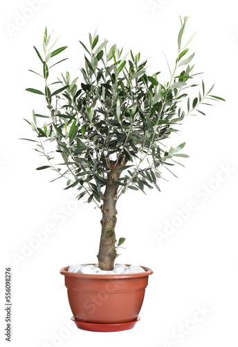 Beautiful young potted olive tree isolated on white