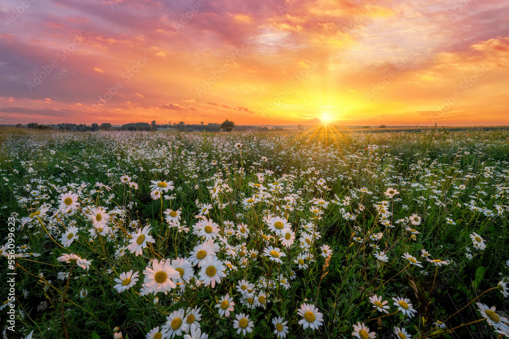 Summer sunrise over field of wild flowers