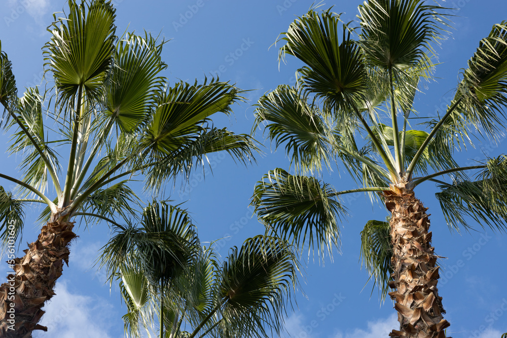 Fototapeta premium Palm trees against the blue summer sky. High quality photo