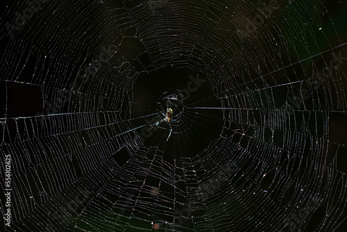 small spider weaving web on black background photo