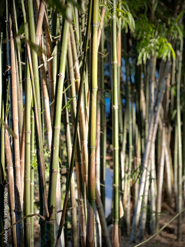 bamboo forest as wall in the garden