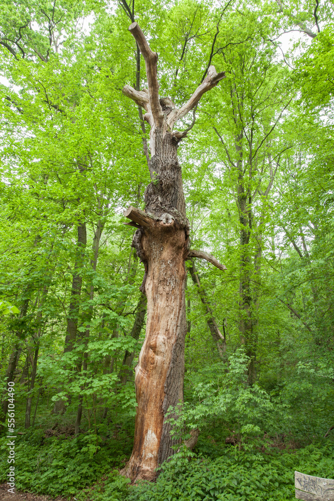 Fototapeta premium Stehendes Totholz, Biotopbaum