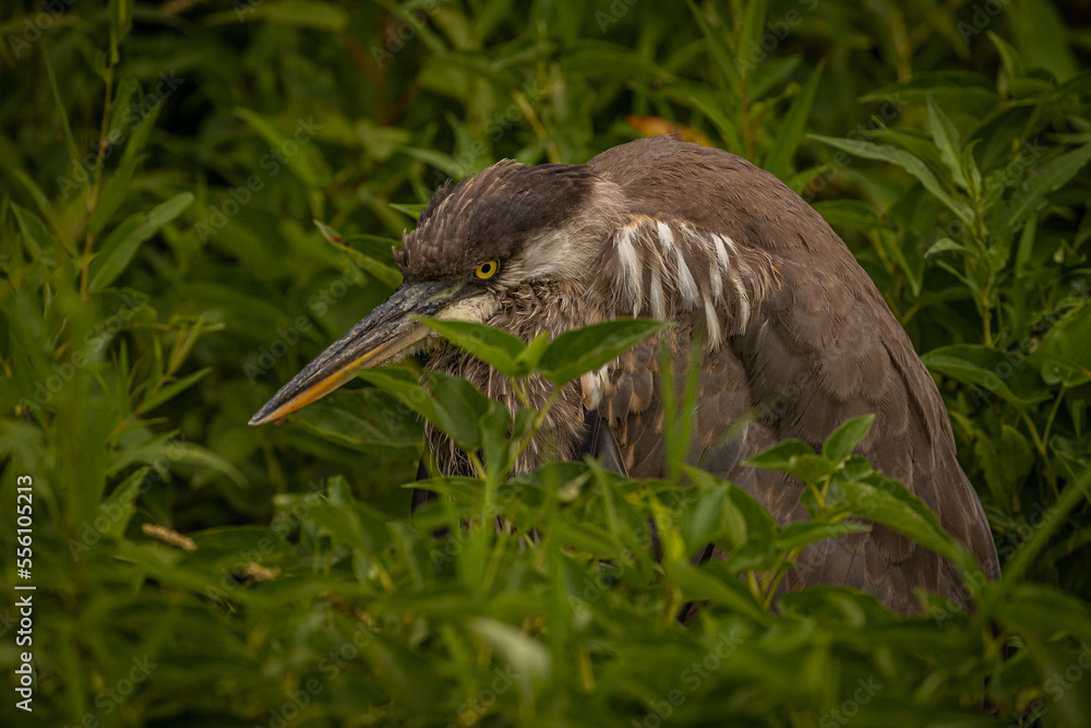 Portrait of a Great Blue Heron Portrait of a Great Blue Heron