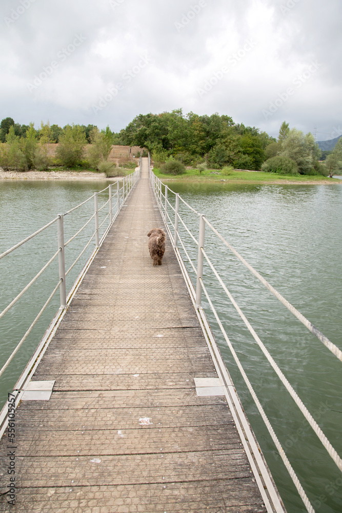 Spanish Water Dog Walking away on Bridge, Spain