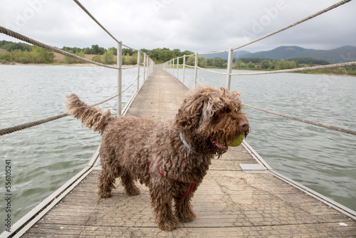Spanish Water Dog with Ball on Walkway Bridge, Spain