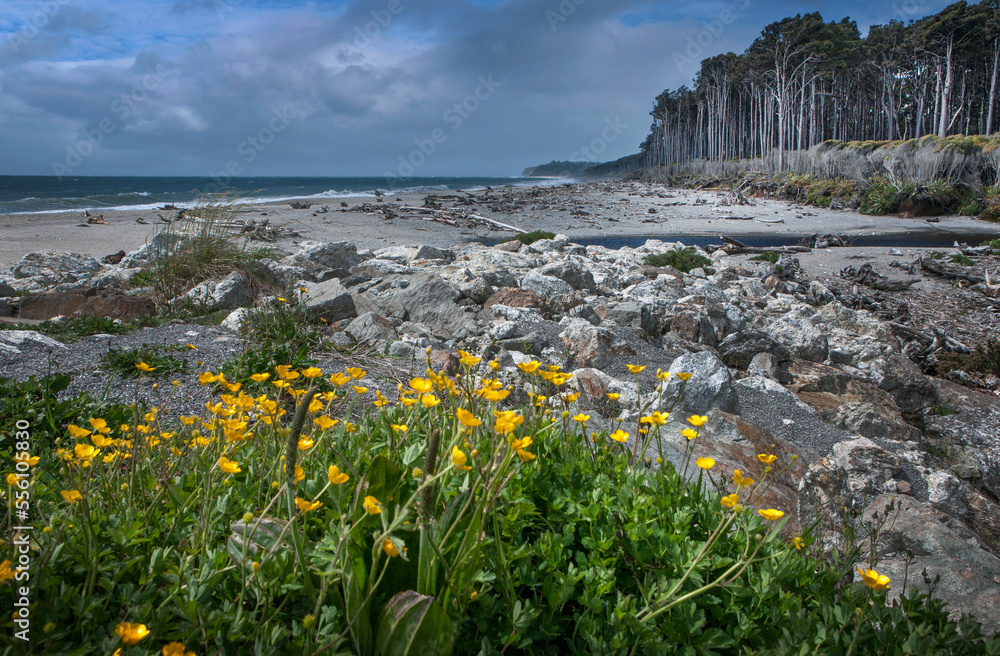westcoast south island, bruce bay, new zealand, flowers, spring, beach, sea, forest,