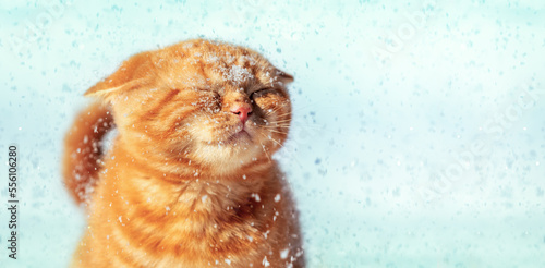 Obraz na płótnie Funny ginger cat enjoys the snow in winter w salonie