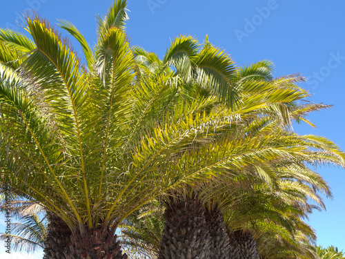 Die Kanareninsel Lanzarote photo