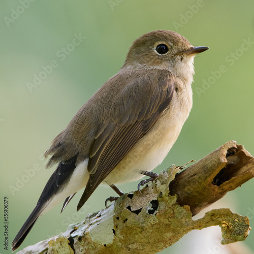 Taiga Flycatcher