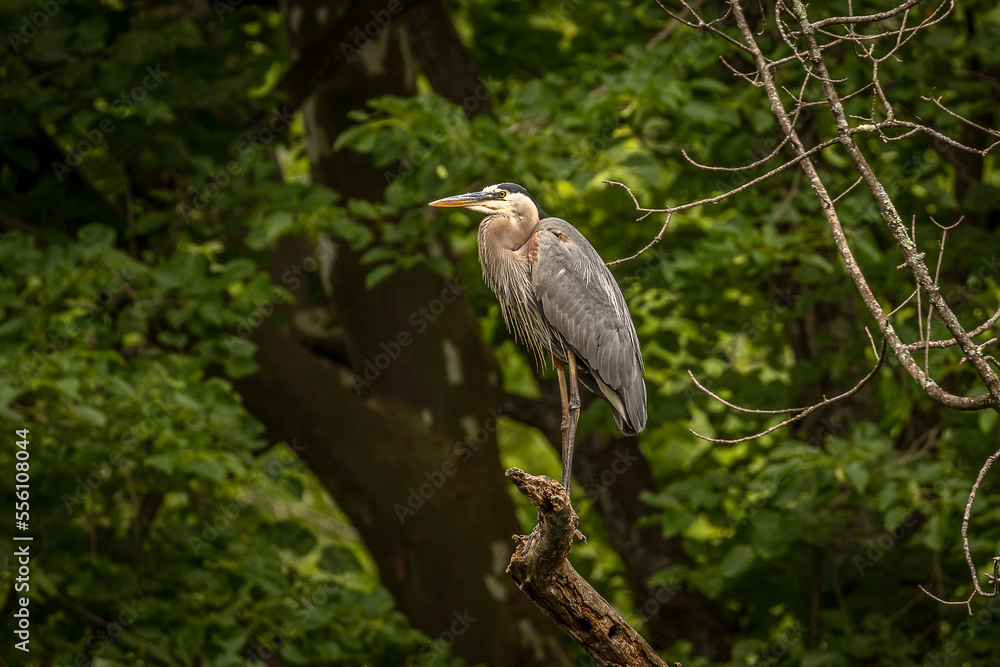 Great Blue Heron perched on a tree branch over the river Great Blue Heron perched on a tree branch over the river