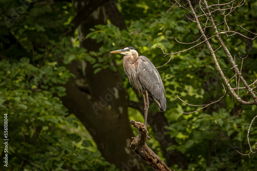 Great Blue Heron perched on a tree branch over the river