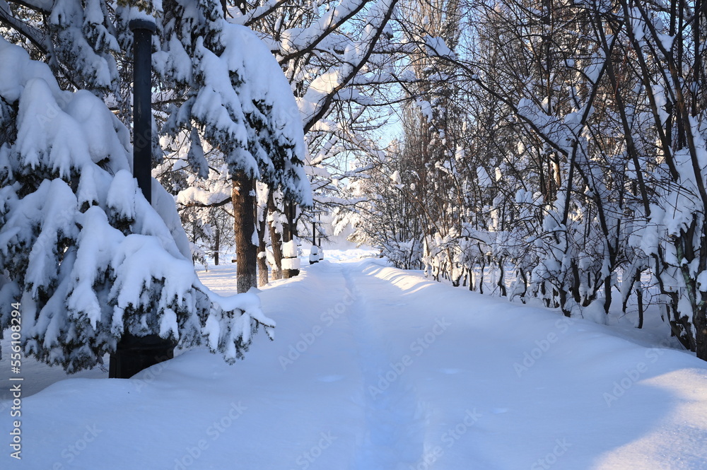 Snowy frosty fir branches. Snowy winter background. Natural forest light landscape. Snowfall. A beautiful tall tree and a rising sky. A frosty magical scene in an outdoor park. Sunny. Brightly. Snow. 