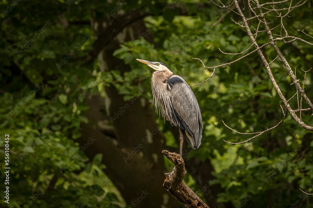 Fototapeta premium Great Blue Heron perched on a tree branch over the river