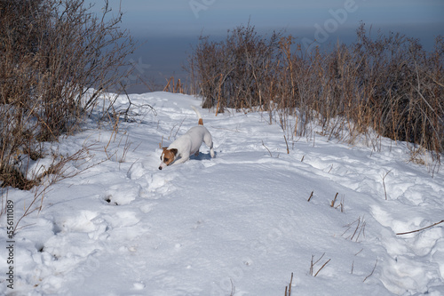 Jack Russell Terrier dog running through snowdrifts. 