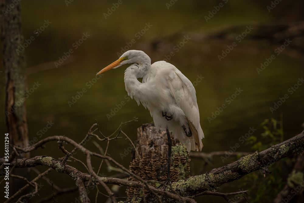 Portrait of a Great Egret Portrait of a Great Egret