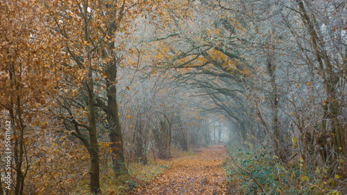 złota jesienna droga przez las