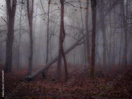 Fairytale forest in late autumn in brown tones. Misty woods with fallen leaves in the morning. Foggy magical place.