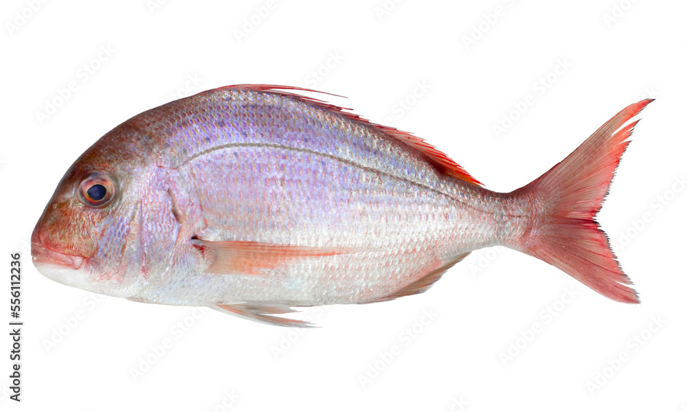Pink Dorada fish isolated on white background. Top view. Pink Dorada fish isolated on white background. Top view.