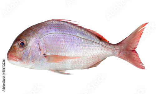 Pink Dorada fish isolated on white background. Top view.
