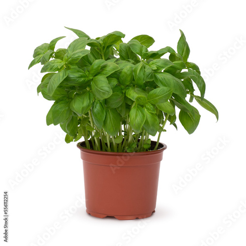 Basil herb in plant pot isolated on white background. Fresh herbs.