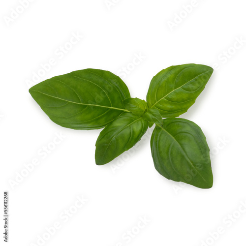 Close up of Basil leafs isolated on gray backround. Organic food.