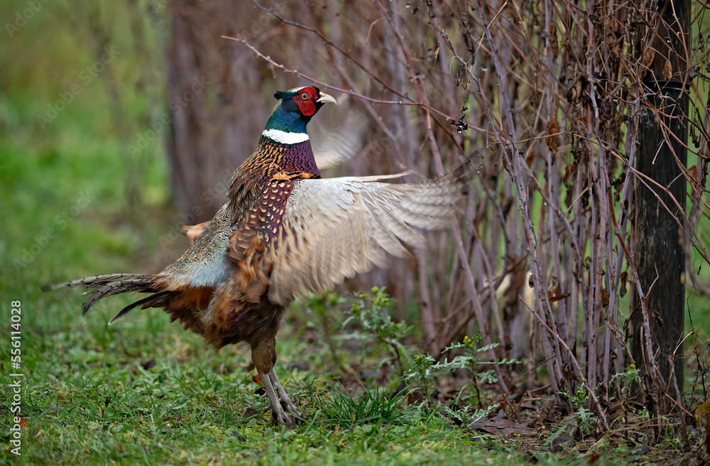 Obraz premium Faisan de Colchide (Phasianus colchicus) attitude, mâle chantant. Alpes. France