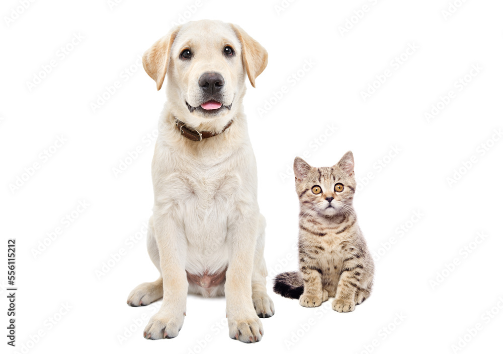 Cute labrador puppy and kitten scottish straight sitting together isolated on white background