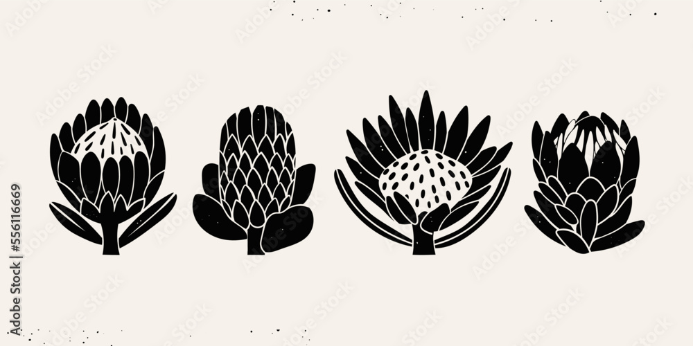 Various graphic Protea flowers set. Abstract black flowers with leaves and branch. Hand drawn Vector illustration. Design decoration, print, icon, logo, tattoo idea templates. Isolated elements