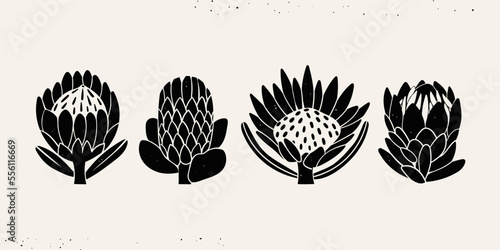 Various graphic Protea flowers set. Abstract black flowers with leaves and branch. Hand drawn Vector illustration. Design decoration, print, icon, logo, tattoo idea templates. Isolated elements