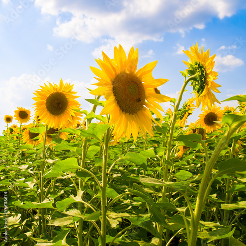 A field with blooming sunflowers and a blue sky.