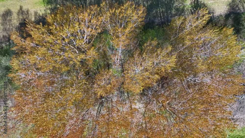 Spring landscape in Ahedo de Linares seen from a drone in the surroundings of the Canales del Dulla. Merindad de Sotoscueva. The Merindades. Burgos. Spain. Europe Spring landscape in Ahedo de Linares seen from a drone in the surroundings of the Canales del Dulla. Merindad de Sotoscueva. The Merindades. Burgos. Spain. Europe