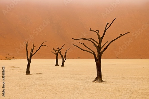 Dead Camelthorn Trees against red dunes and blue sky in Namib-Naukluft National Park  Namibia  Africa