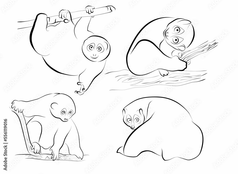 set loris funny outline vector element set loris funny outline vector element