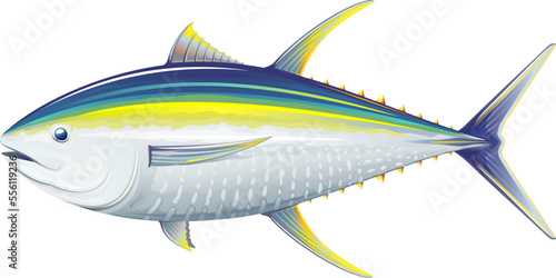 Yellowfin tuna fish in side view, sea fish illustration on white background photo