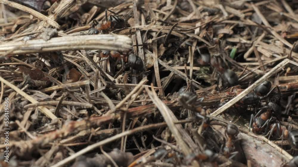 The work and life of ants in an anthill The work and life of ants in an anthill