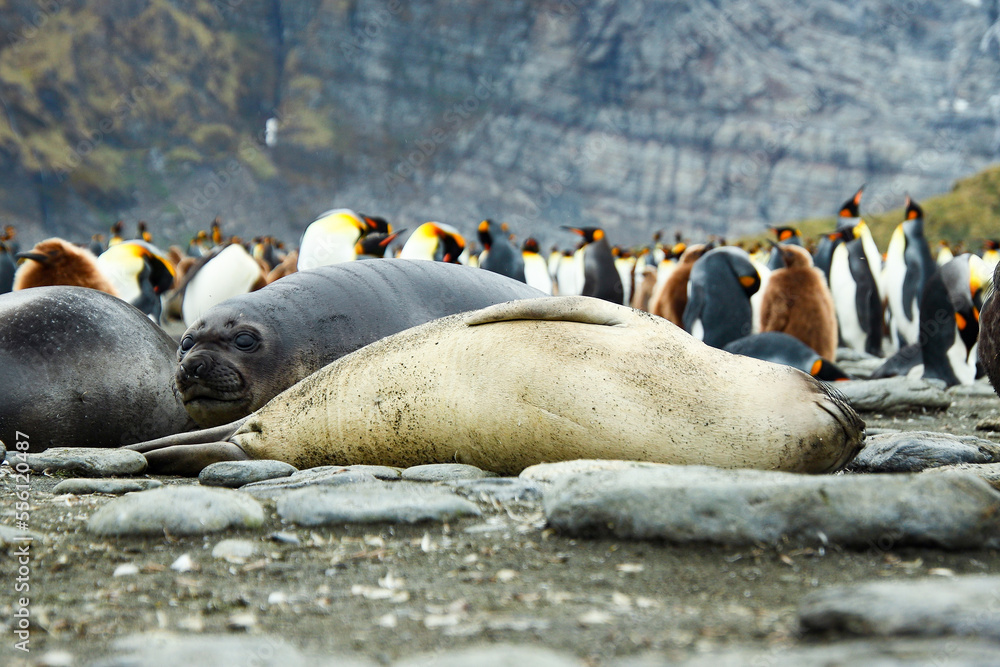 Fototapeta premium King penguins