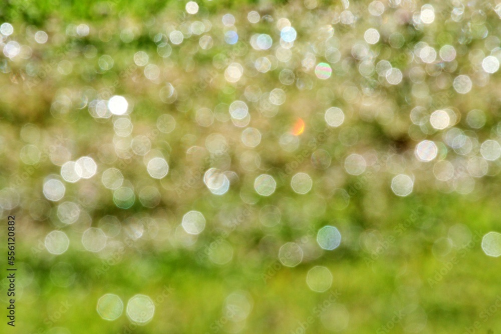 Obraz premium 빛망울 - 보케