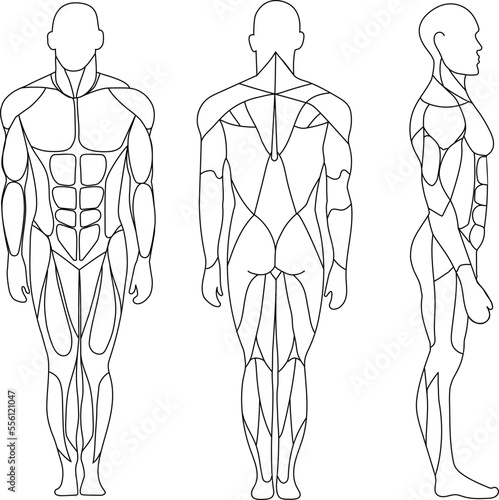 Obraz na płótnie Human body, muscular system, human anatomy, front view, back view, side view