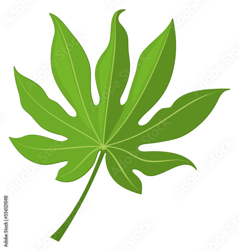 Palm fan leaf. Green jungle tree foliage